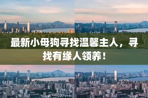 最新小母狗尋找溫馨主人，尋找有緣人領養！