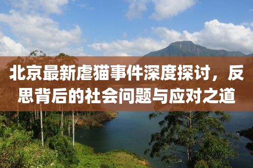 北京最新虐貓事件深度探討，反思背后的社會問題與應對之道
