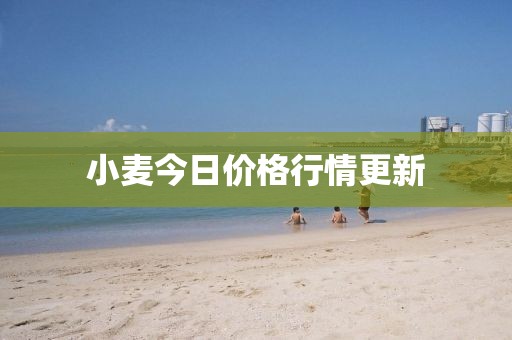 小麥今日價格行情更新