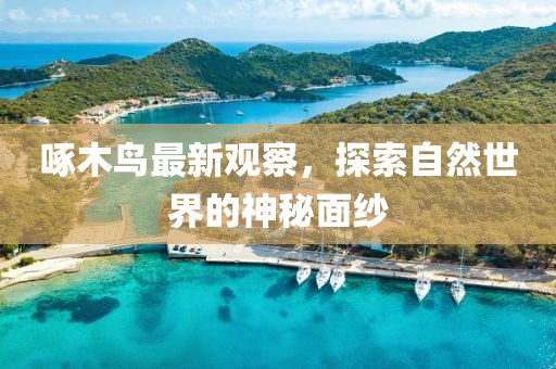啄木鳥最新觀察，探索自然世界的神秘面紗