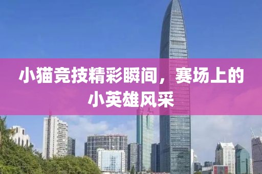小貓競技精彩瞬間，賽場上的小英雄風采