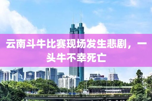 云南斗牛比賽現場發生悲劇，一頭牛不幸死亡
