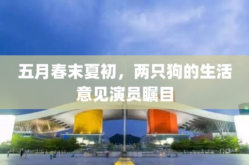 五月春末夏初，兩只狗的生活意見演員矚目