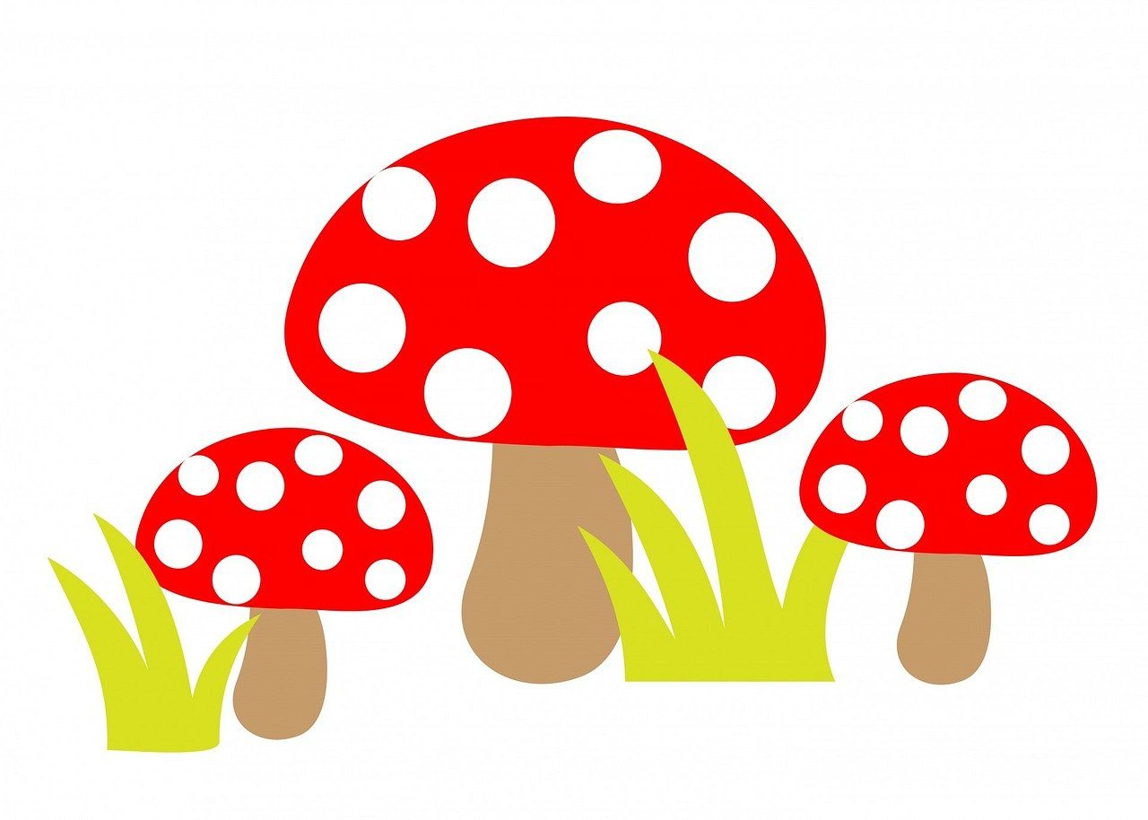 朵朵最新版，全新升級的自媒體時代風潮