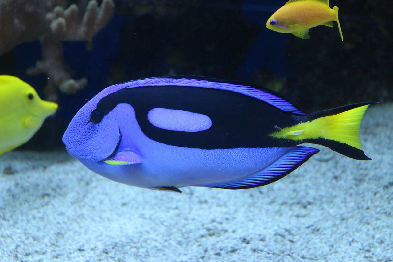 揭秘未知奇觀與神秘生物，最新海底世界探索之旅