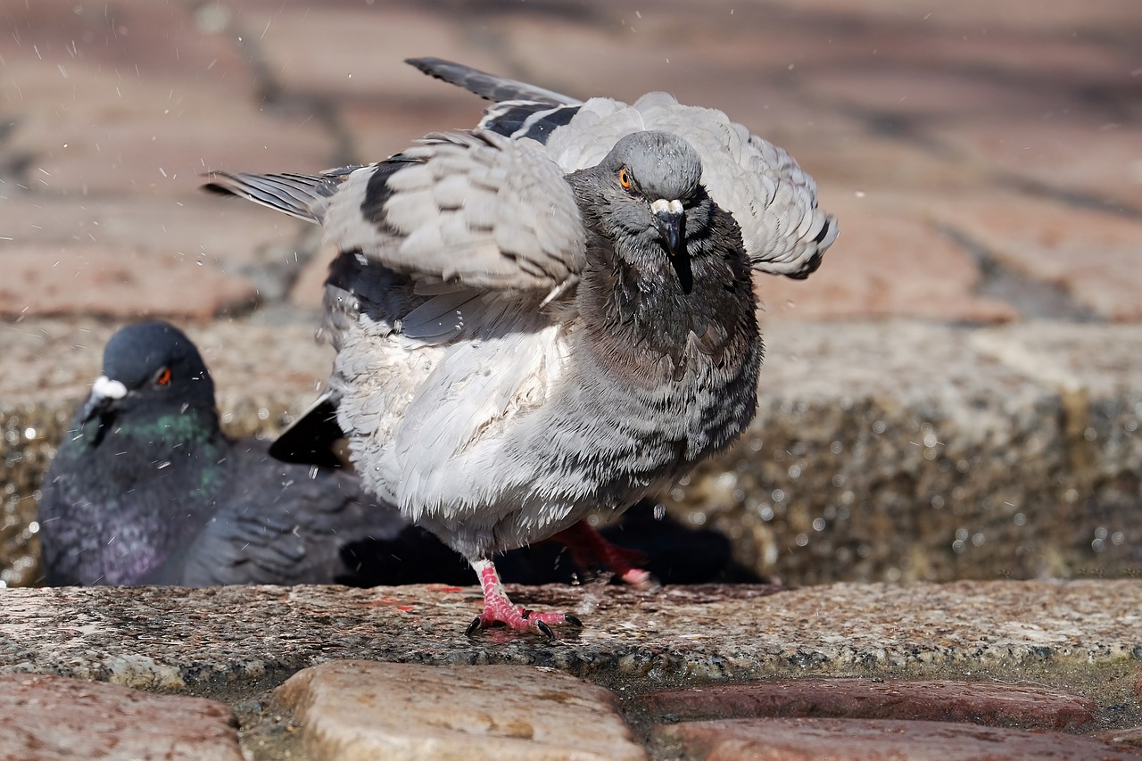 最新摸鳥門,最新摸鳥門事件，探究背后的真相與反思社會現象