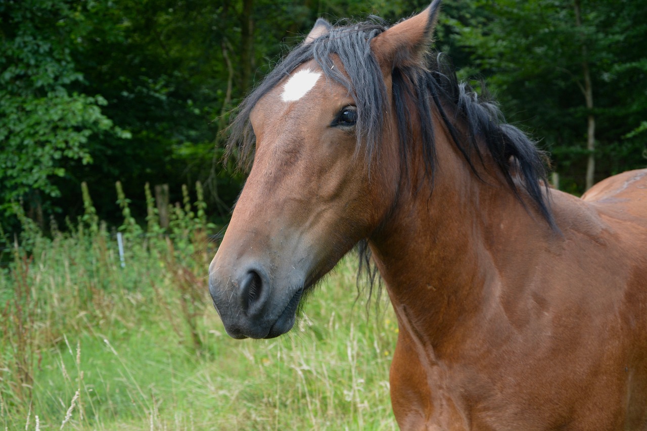 2024澳門特馬今晚開獎138期,深入解析BDX81.8.80的技術特點與應用前景