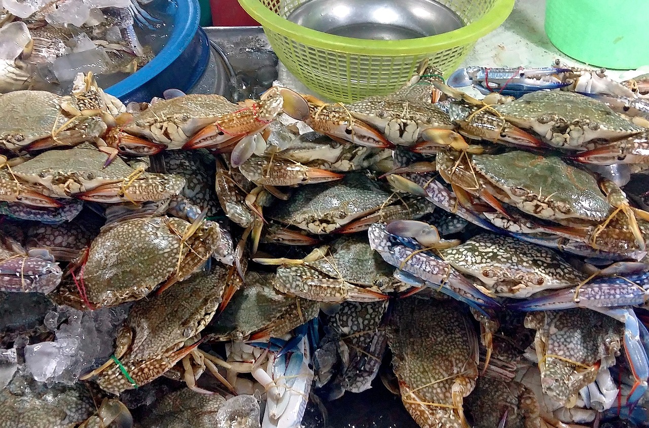 長春美食城招商啟動，共創商業繁榮與美食天堂之旅