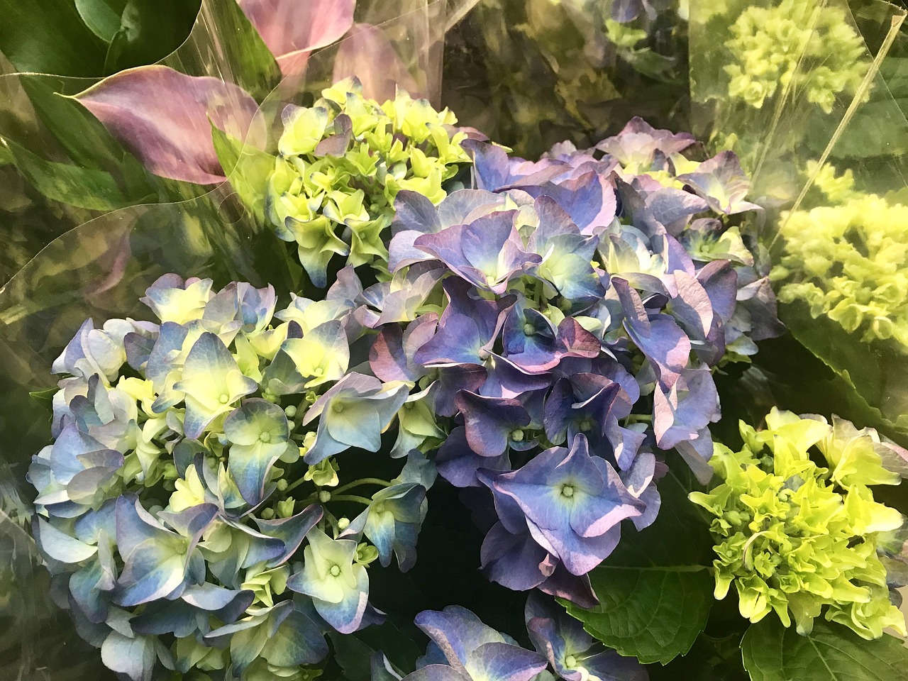 法國電影花，綻放的藝術魅力